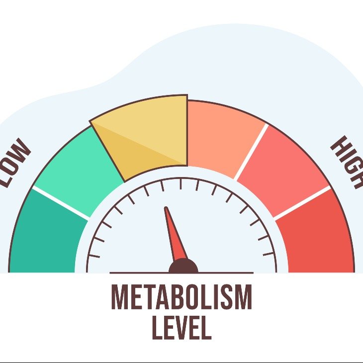 Gambar: Laju Metabolisme Basal: Memahami Dasar Pembakaran Kalori Tubuh