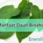 Manfaat Daun Binahong untuk Kesehatan Khasiat dan Cara Mengolahnya