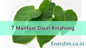 Manfaat Daun Binahong untuk Kesehatan Khasiat dan Cara Mengolahnya