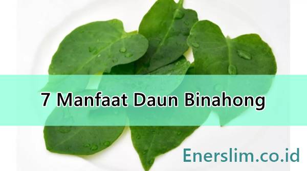 Manfaat Daun Binahong untuk Kesehatan Khasiat dan Cara Mengolahnya